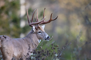 An alert buck white-tailed deer.