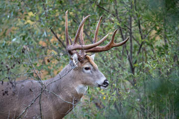 A close-up of a large buck whitetail deer.