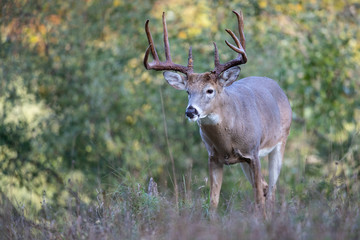 An alert buck whitetail deer.