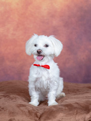 Cute Maltese dog with red bow in a studio. Brown background.