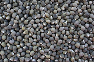 close up of many okra seeds