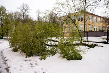 Przewrócone drzewo. Śnieg + wiatr. - obrazy, fototapety, plakaty