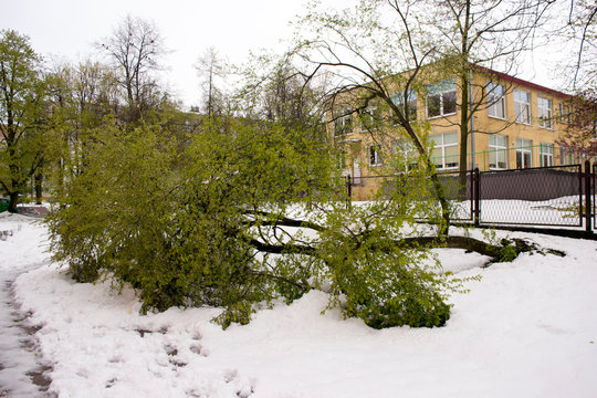 Przewrócone drzewo. Śnieg + wiatr.