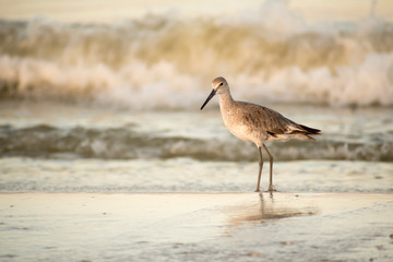 birds at the beach