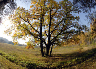 Fototapeta premium Природа/Nature