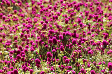 Purple flower heads