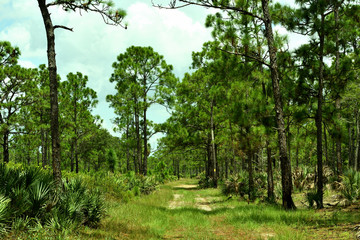 Florida woods
