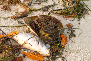 Dead sea creatures, Fort Myer, summer 2018