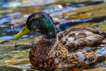 duck in water
