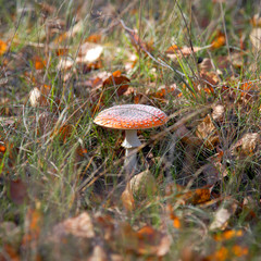 Природа/Nature