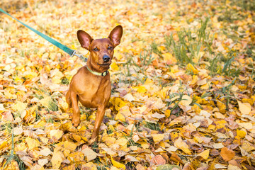 Portrait of miniature pinscher on a background of yellow autumn leaves.