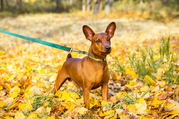Portrait of miniature pinscher on a background of yellow autumn leaves.