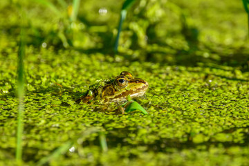 green frog in the pond