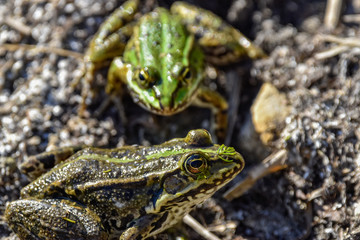 green frog in the pond
