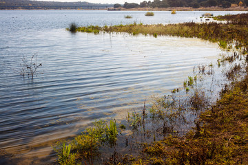 HIERBAS EN LA ORILLA CURVADA DEL LAGO