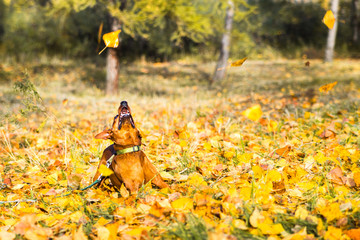 Portrait of jumping miniature pinscher on a background of yellow autumn leaves.