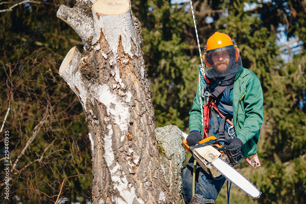 Wall mural close-up of lumberjack worker with chainsaw in his hands saws fallen tree, chips and dust fly upward