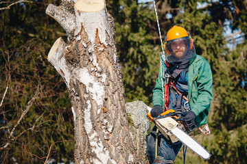 Close-up of lumberjack worker with chainsaw in his hands saws fallen tree, chips and dust fly upwards, against blue sky. Protective helmet, headphones.