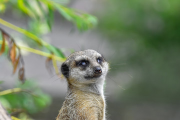 Meerkat closeup
