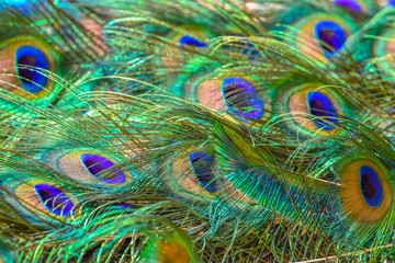 feathers of the peacock