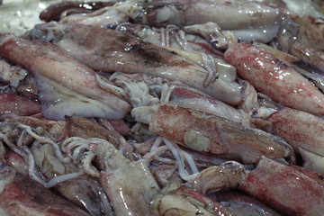 squid in a market stall