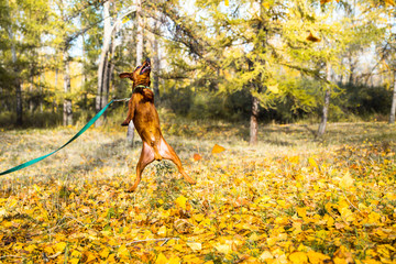 Portrait of jumping miniature pinscher on a background of yellow autumn leaves.