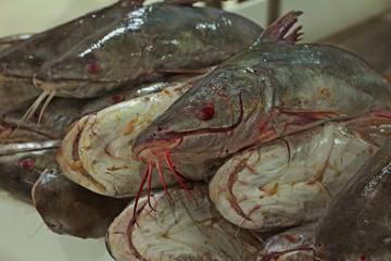 catfish in a market stall