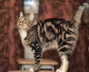 beautiful cat of marble color