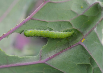 Raupe des Kohlweißling auf Blatt des Blaukohl - Kohlweißlingsraupe frisst Loch in Kohlblatt