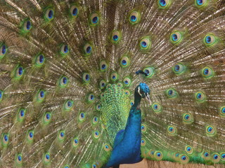 Fototapeta premium peacock