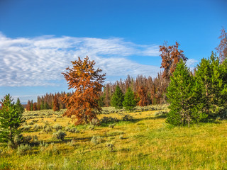 Fototapeta premium The green pine trees of Colorado in the United States are becoming red. Pine beetles are changing the landscape of Rocky Mountain National Park are killing the trees.
