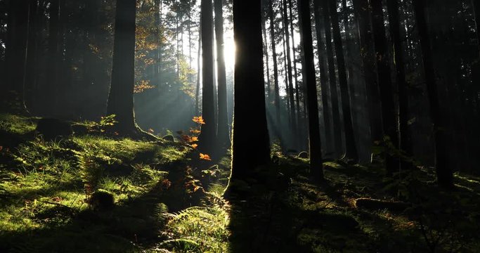 Magic green mossy forest with morning sun rays. Slow motion. Slider equipment used. 