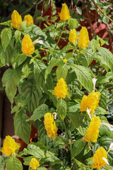 yellow flowers with white stems: Zebra plant