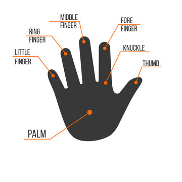 Fingers Names of Human palm hand, vector illustration illustration isolated on white background