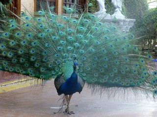 Obraz premium peacock