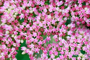 Prächtige Fetthenne (Hylotelephium spectabile)