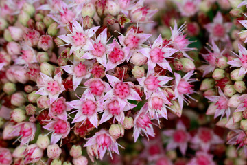 Prächtige Fetthenne (Hylotelephium spectabile)