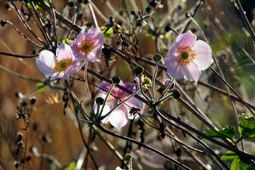 Herbst-Anemone (Anemone hupehensis)