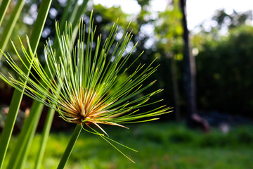 flower in the garden