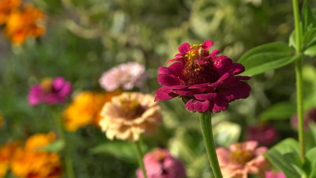 Zinnie (Zinnia elegans, Syn.Zinnia violacea)