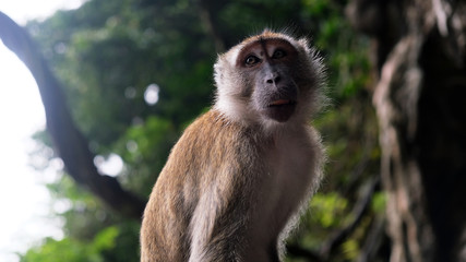 monkey portrait