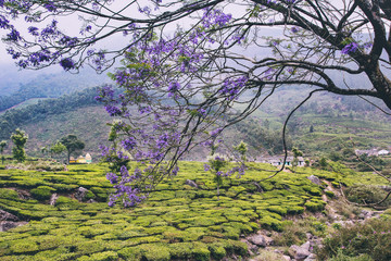 Jacaranda mimosifolia trees in full bloom on the background of tea plantations. The outskirts of Munnar, Kerala, India. Purple and lilac trees. 