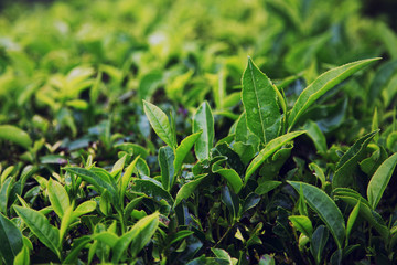 Tea plantation with tea leaves closeup, green tea bud and fresh leaves in the plantations. Munnar hills, Kerala, Indian. Indian tea.