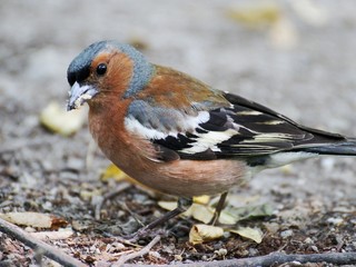 Fringilla coelebs