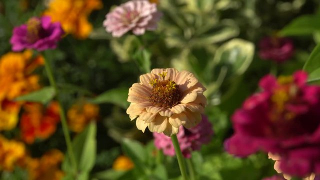 Zinnie (Zinnia elegans, Syn.Zinnia violacea)