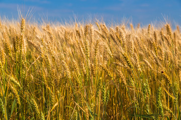 Obraz premium Golden wheat field with blue sky in background. 