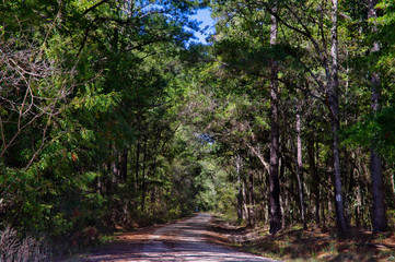 Fototapeta na wymiar A gravel road into the Lake Talquin State Park and Forest with tall glorious pine trees in Tallahassee, Florida