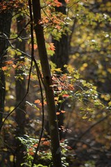 Autumn in the middle of the forest