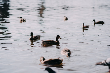 ducks in the water