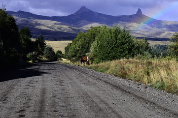 Carretera en la montaña caballo arco iris